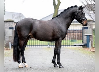 Poney New Forest, Hongre, 7 Ans, 145 cm, Bai brun