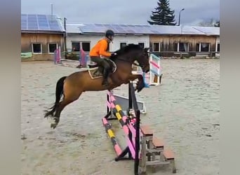 Poney New Forest, Hongre, 8 Ans, 147 cm, Bai