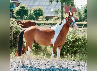 Poney New Forest, Hongre, 9 Ans, 136 cm, Pinto