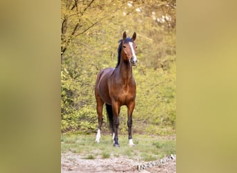 Poney New Forest, Hongre, 9 Ans, 144 cm, Bai