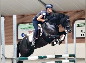 Poney New Forest, Hongre, 9 Ans, 145 cm, Noir