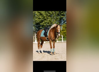 Poney New Forest, Hongre, 9 Ans, 148 cm, Alezan