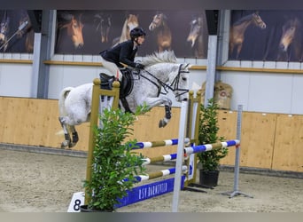 Poney New Forest, Jument, 10 Ans, 144 cm, Gris