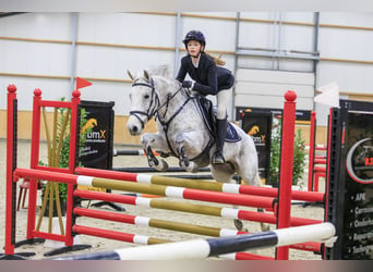 Poney New Forest, Jument, 10 Ans, 144 cm, Gris
