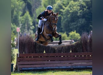 Poney New Forest, Jument, 10 Ans, 146 cm, Bai