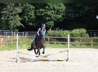 Poney New Forest Croisé, Jument, 11 Ans, 140 cm, Noir