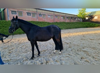 Poney New Forest Croisé, Jument, 11 Ans, 140 cm, Noir