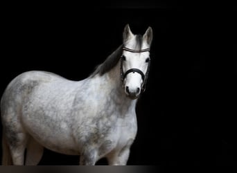 Poney New Forest, Jument, 11 Ans, 143 cm, Gris pommelé