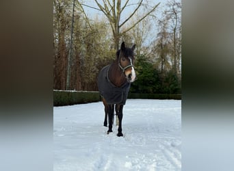 Poney New Forest, Jument, 11 Ans, 144 cm, Bai