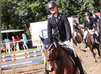 Poney New Forest, Jument, 11 Ans, 146 cm, Bai