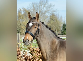 Poney New Forest, Jument, 11 Ans, 147 cm, Bai brun