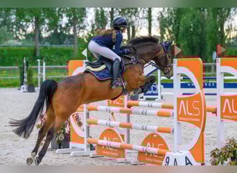 Poney New Forest, Jument, 11 Ans, 147 cm, Bai brun