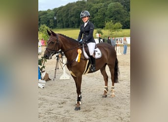 Poney New Forest, Jument, 12 Ans, 148 cm, Alezan