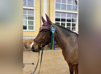 Poney New Forest, Jument, 12 Ans, 148 cm, Bai