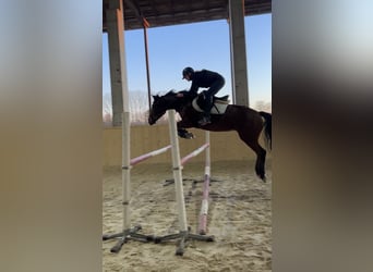 Poney New Forest, Jument, 12 Ans, 148 cm, Bai