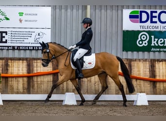 Poney New Forest, Jument, 12 Ans, 148 cm, Bai clair