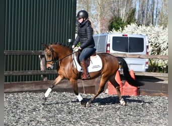 Poney New Forest Croisé, Jument, 13 Ans, 131 cm, Bai