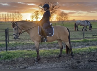 Poney New Forest, Jument, 13 Ans, 148 cm