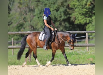 Poney New Forest, Jument, 14 Ans, 138 cm, Bai brun