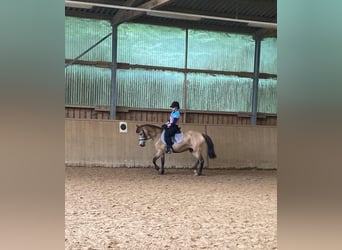 Poney New Forest, Jument, 15 Ans, 142 cm, Isabelle