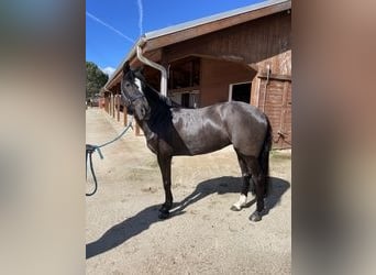 Poney New Forest, Jument, 15 Ans, 142 cm, Noir