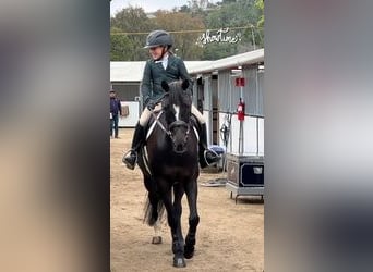 Poney New Forest, Jument, 15 Ans, 142 cm, Noir