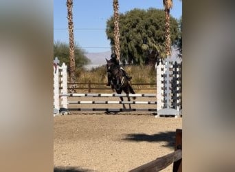 Poney New Forest, Jument, 15 Ans, 142 cm, Noir