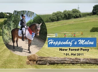 Poney New Forest, Jument, 15 Ans, 147 cm, Bai brun
