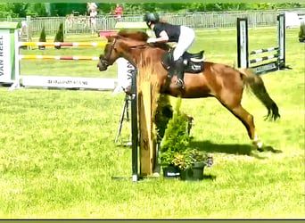 Poney New Forest, Jument, 15 Ans, 148 cm, Alezan