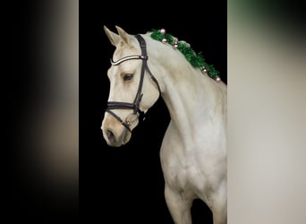 Poney New Forest, Jument, 15 Ans, 158 cm, Palomino