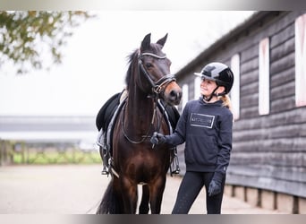 Poney New Forest, Jument, 16 Ans, 133 cm, Bai