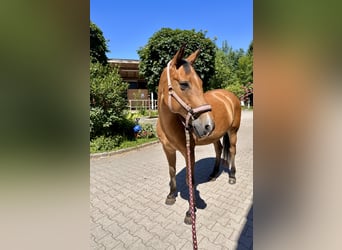 Poney New Forest, Jument, 16 Ans, 150 cm, Bai