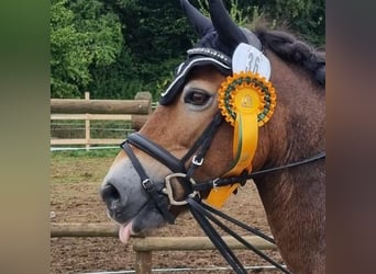 Poney New Forest Croisé, Jument, 17 Ans, 130 cm, Bai