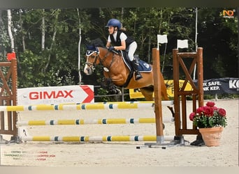 Poney New Forest, Jument, 17 Ans, 138 cm, Bai