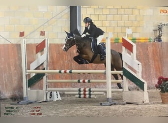 Poney New Forest, Jument, 17 Ans, 138 cm, Bai