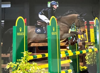 Poney New Forest, Jument, 17 Ans, 147 cm, Bai