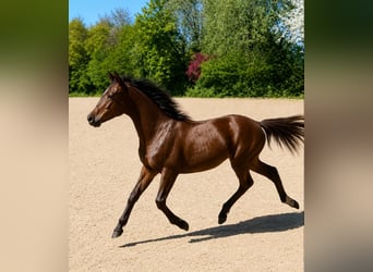Poney New Forest, Jument, 1 Année, 144 cm, Bai