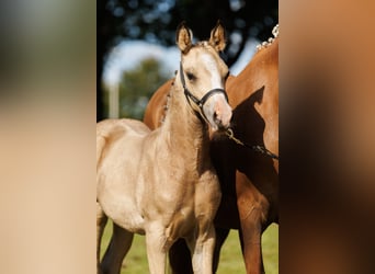 Poney New Forest Croisé, Jument, 1 Année, 145 cm, Buckskin