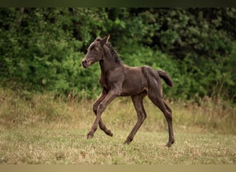 Poney New Forest, Jument, 1 Année, Bai brun