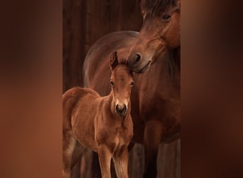 Poney New Forest, Jument, 1 Année, Bai