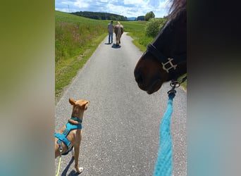 Poney New Forest Croisé, Jument, 20 Ans, 145 cm, Bai brun