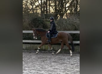 Poney New Forest, Jument, 20 Ans, 147 cm, Alezan