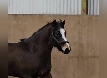 Poney New Forest, Jument, 2 Ans, Bai