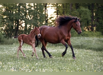 Poney New Forest, Jument, 3 Ans, 136 cm, Bai