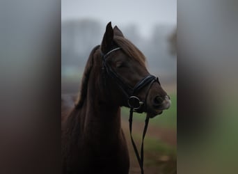 Poney New Forest, Jument, 3 Ans, 140 cm, Alezan brûlé