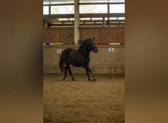 Poney New Forest, Jument, 3 Ans, 140 cm, Alezan brûlé