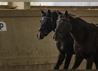 Poney New Forest, Jument, 3 Ans, 140 cm, Alezan brûlé