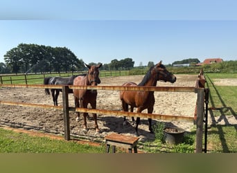 Poney New Forest, Jument, 3 Ans, 145 cm, Bai