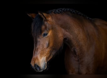 Poney New Forest, Jument, 3 Ans, 148 cm, Bai