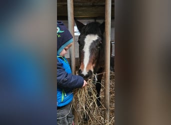 Poney New Forest, Jument, 3 Ans, Bai